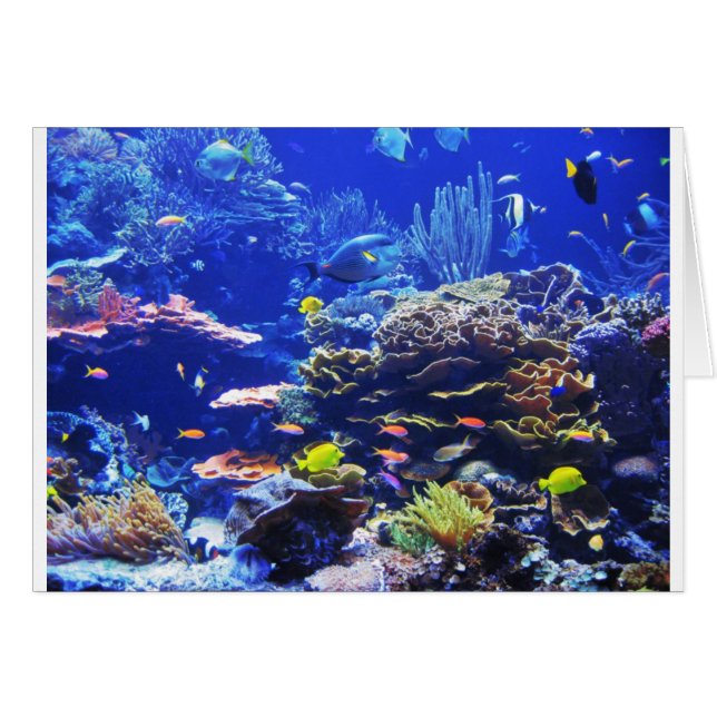 Tropical Fish (Front Horizontal)