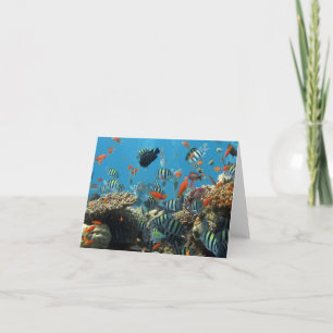 Tropical Fish Chaos Card