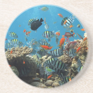 Tropical Fish Chaos Coaster