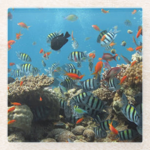 Tropical Fish Chaos Glass Coaster