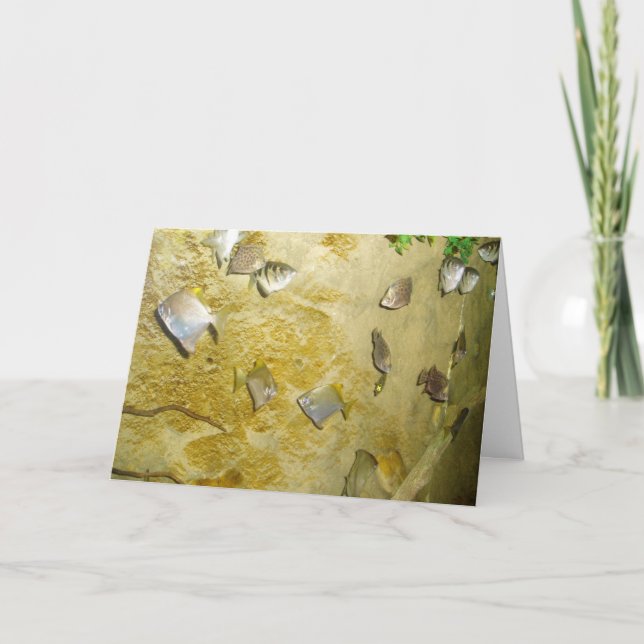 "Tropical Fish" Get Well Card (Front)