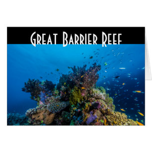 Tropical Fish Great Barrier Reef Coral Sea