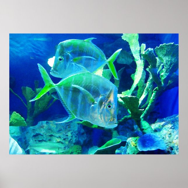 Tropical Fish in Beautiful Blues and Greens Poster (Front)