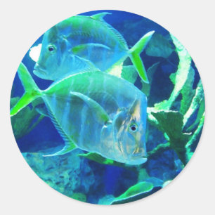 Tropical Fish in Turquoise and Chartreuse Classic Round Sticker