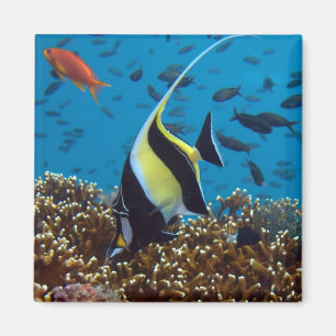 Tropical Fish  Magnet