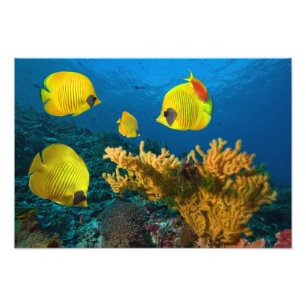 Tropical Fish Photo Print