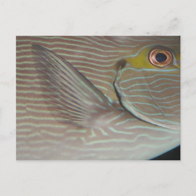 tropical fish postcard (Front)
