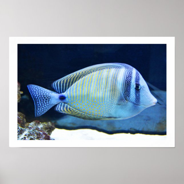 Tropical fish poster (Front)