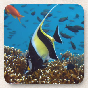 Tropical fish print gifts coaster