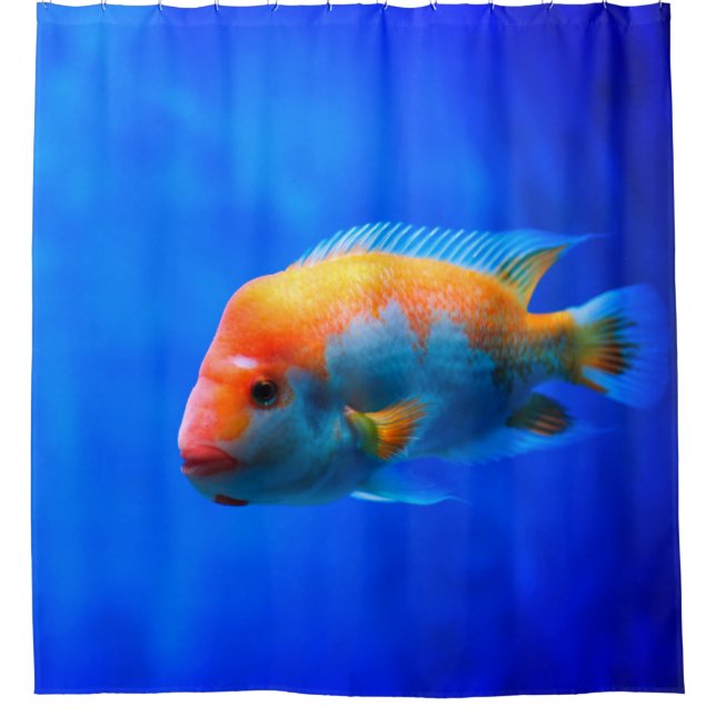 Tropical Fish Striking Blue Underwater Portrait (Front)