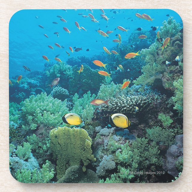 Tropical fish swimming over reef coaster (Front)