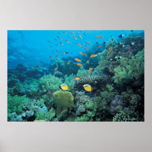 Tropical fish swimming over reef poster