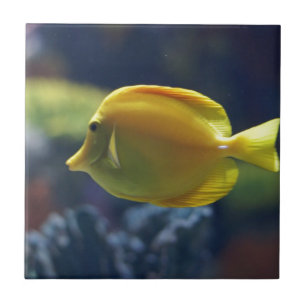 tropical fish tile