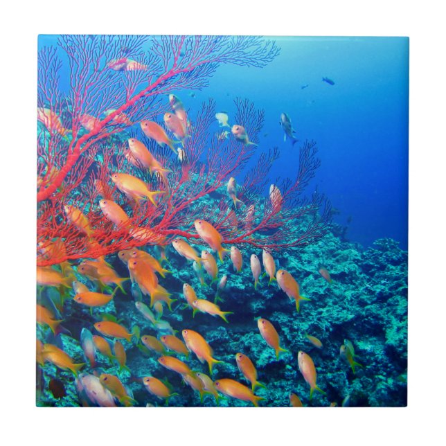 Tropical Fish Undersea Coral Reef Tile (Front)