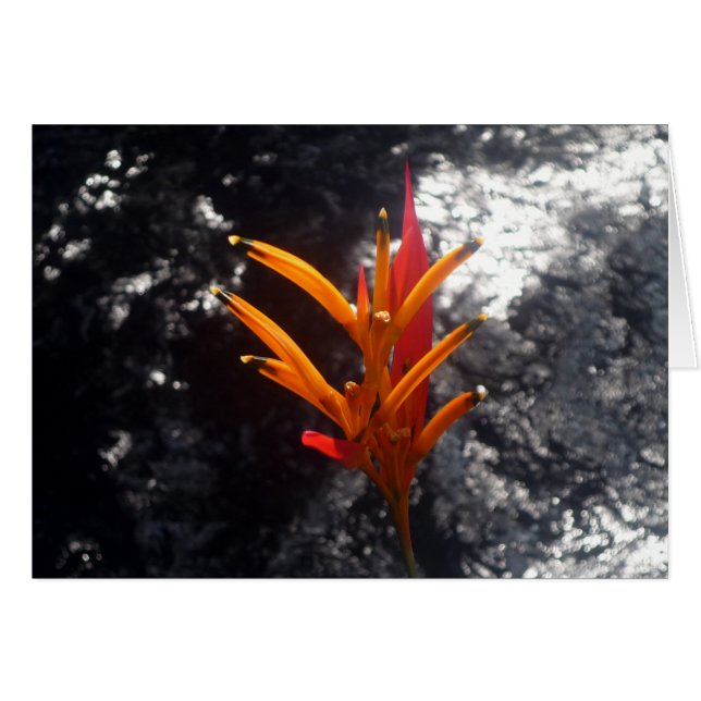 tropical flower (Front Horizontal)