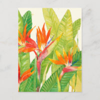 Tropical Flowers | Bird of Paradise
