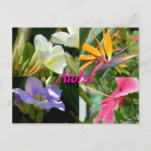 Tropical Flowers of Kauai Hawaii Postcard