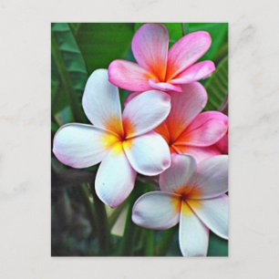 Tropical flowers postcard