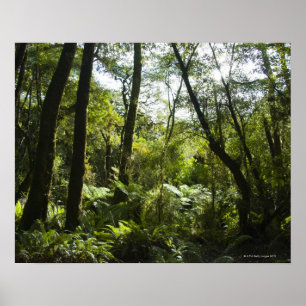 Tropical forest with moss-covered trees and tree poster