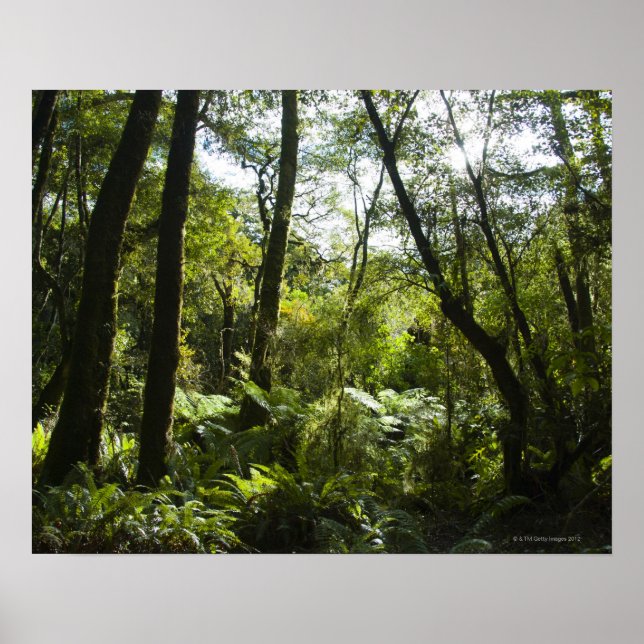 Tropical forest with moss-covered trees and tree poster (Front)