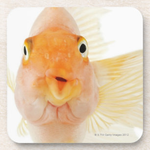 Tropical freshwater fish coaster