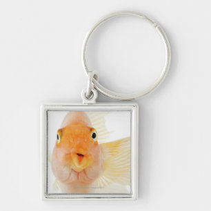 Tropical freshwater fish keychain