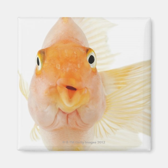 Tropical freshwater fish magnet (Front)