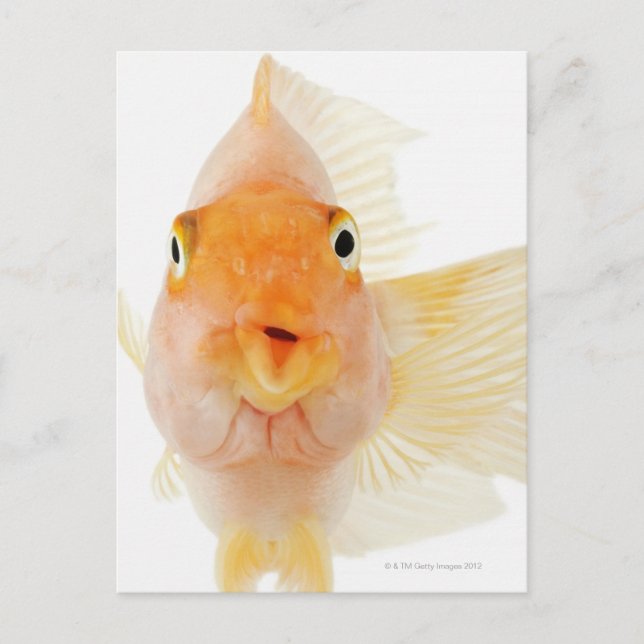 Tropical freshwater fish postcard (Front)