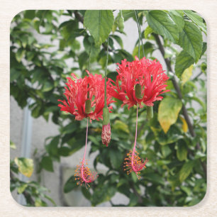 Tropical Fringed Coral Hibiscus Flower Square Paper Coaster
