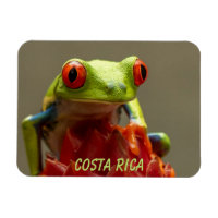 Tropical Frog with Red Eyes in Costa Rica
