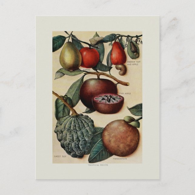 Tropical Fruits Postcard (Front)
