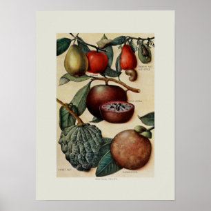 Tropical fruits poster
