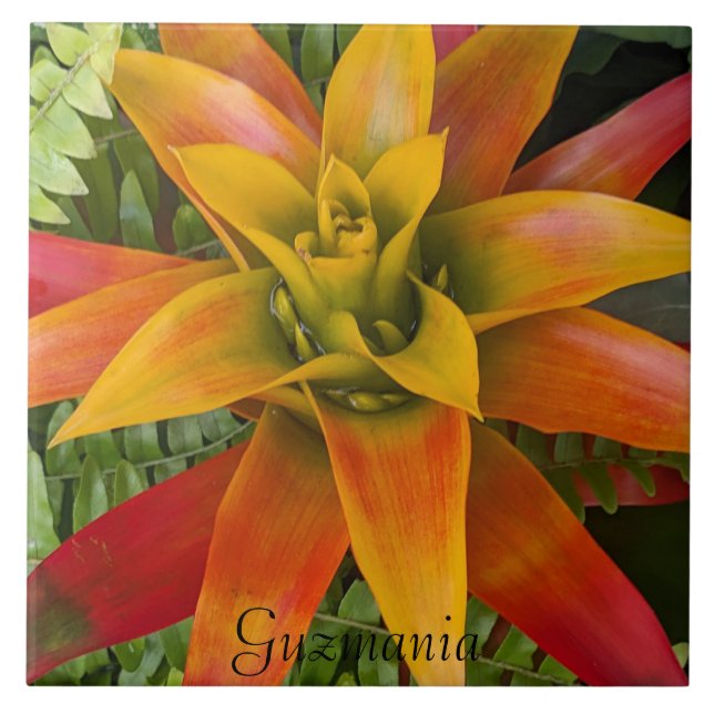 Tropical Guzmania Plant Floral Tile (Front)