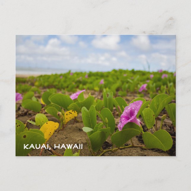 Tropical Hawaii Beach Flower | Kauai Postcard (Front)