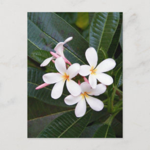 Tropical Hawaii White, Pink, Yellow, Plumeria Postcard
