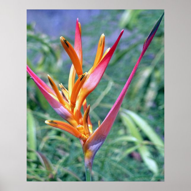 TROPICAL HELICONIA POSTER (Front)