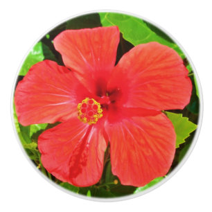 Tropical Hibiscus Flower Ceramic Knob