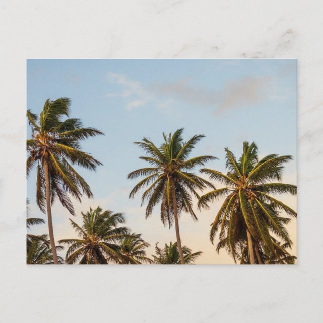 Tropical Holiday Palm Trees Postcard (Front)