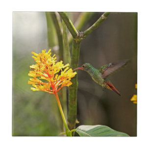 Tropical Hummingbird and Flower Tile