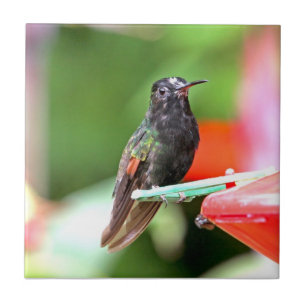Tropical Hummingbird at Feeder Tile