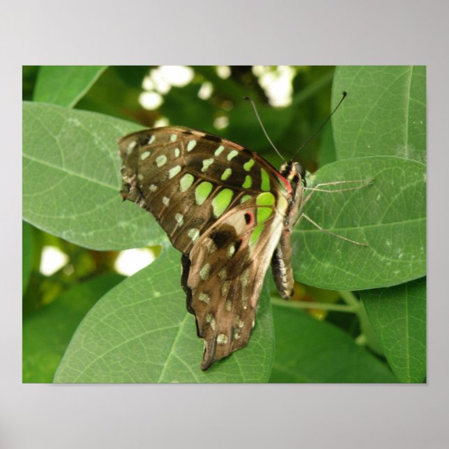 Tropical Iridescent Green Butterfly Print (Front)