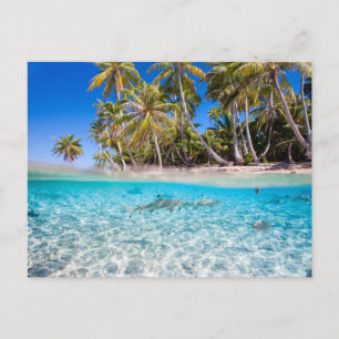 Tropical island under and above water postcard