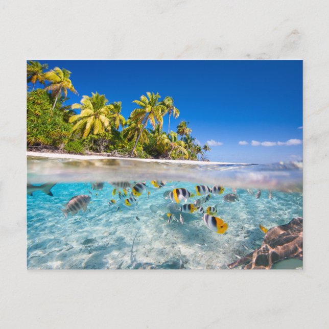 Tropical island under and above water postcard (Front)