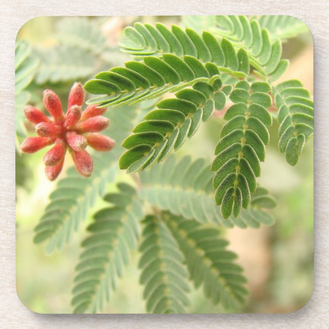Tropical Leaves Cork Coaster (Front)