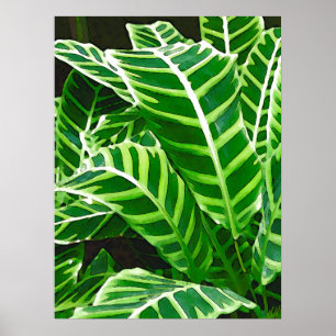 Tropical Leaves, Zebra Plant, Dark Green Poster