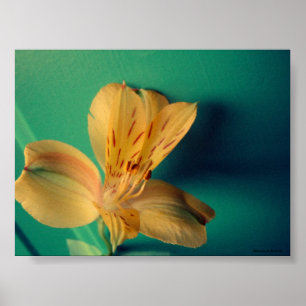 Tropical Lily Poster