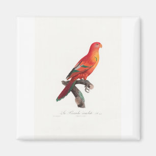 tropical macaw parrot magnet