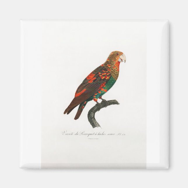 tropical macaw parrot magnet (Front)