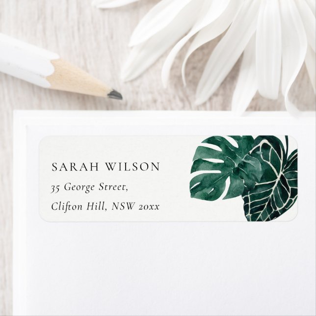 Tropical Monstera Green Foliage Adresse Leafy (En situation)
