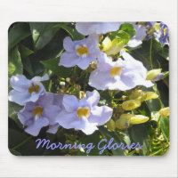Tropical Morning Glories